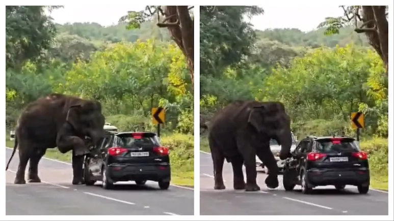 Wild Elephant Climbs Onto Moving Car In Tamil Nadu, Leaves Passengers Terrified