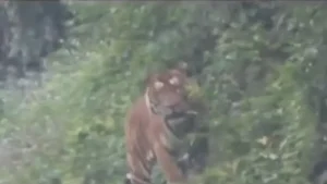 Video: Royal Bengal Tiger Spotted Along Arunachal Road, 2-Wheelers Banned On 4-km Stretch