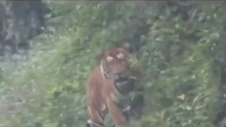 Video: Royal Bengal Tiger Spotted Along Arunachal Road, 2-Wheelers Banned On 4-km Stretch