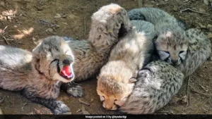 India-Born Cheetah Gives Birth To 5 Cubs At Kuno National Park