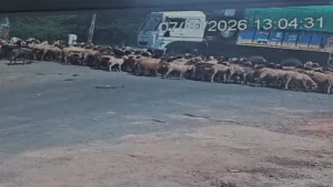 At least 25 sheep and goats were killed after a speeding truck rammed into a flock of animals