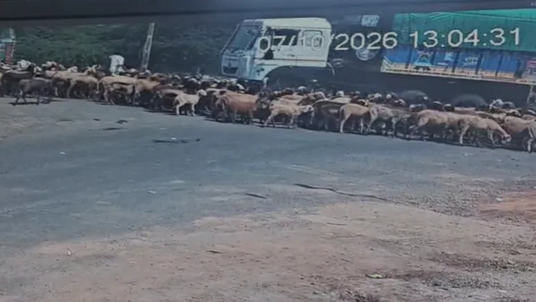 At least 25 sheep and goats were killed after a speeding truck rammed into a flock of animals