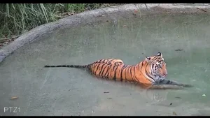 Tiger Revival In Bengal's Buxa Reserve Hits Snag As Tigress Wanders To Assam