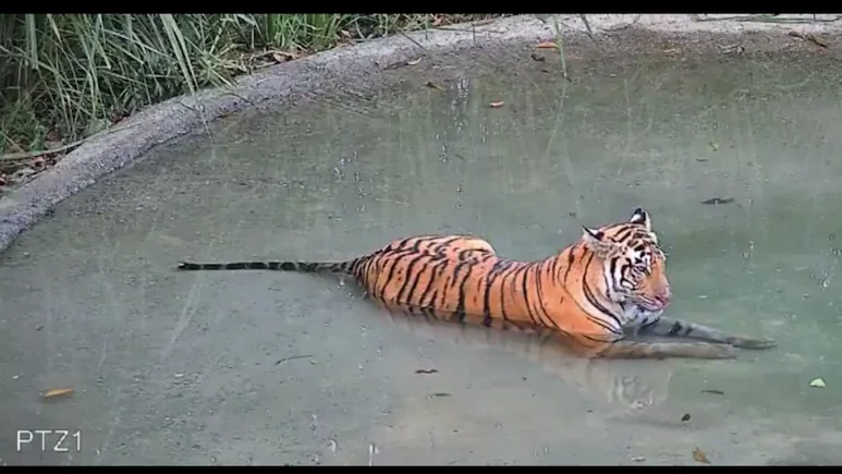 Tiger Revival In Bengal's Buxa Reserve Hits Snag As Tigress Wanders To Assam