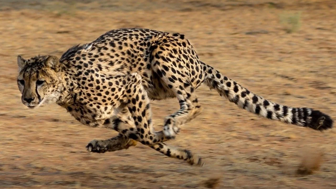 First Gunshot Death - What The Killing Of Cub KNG22 Reveals — Project Cheetah