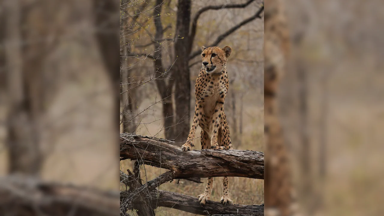 First Gunshot Death - What The Killing Of Cub KNG22 Reveals — Project Cheetah