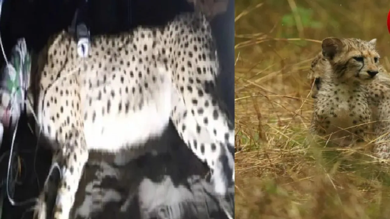 First Gunshot Death - What The Killing Of Cub KNG22 Reveals — Project Cheetah
