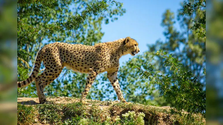 First Gunshot Death - What The Killing Of Cub KNG22 Reveals — Project Cheetah