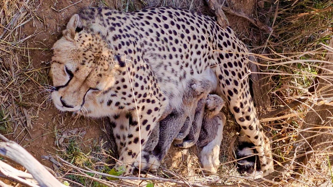 First Gunshot Death - What The Killing Of Cub KNG22 Reveals — Project Cheetah