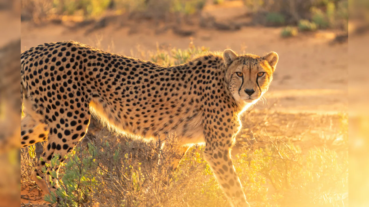 First Gunshot Death - What The Killing Of Cub KNG22 Reveals — Project Cheetah