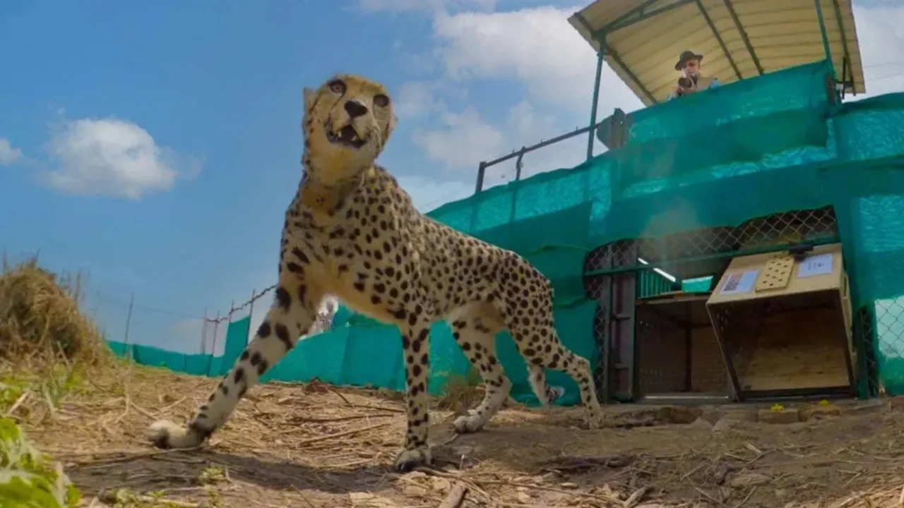 First Gunshot Death - What The Killing Of Cub KNG22 Reveals — Project Cheetah
