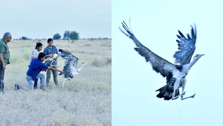 Conservation centres at Sam and Ramdevra currently house 97 Great Indian Bustards