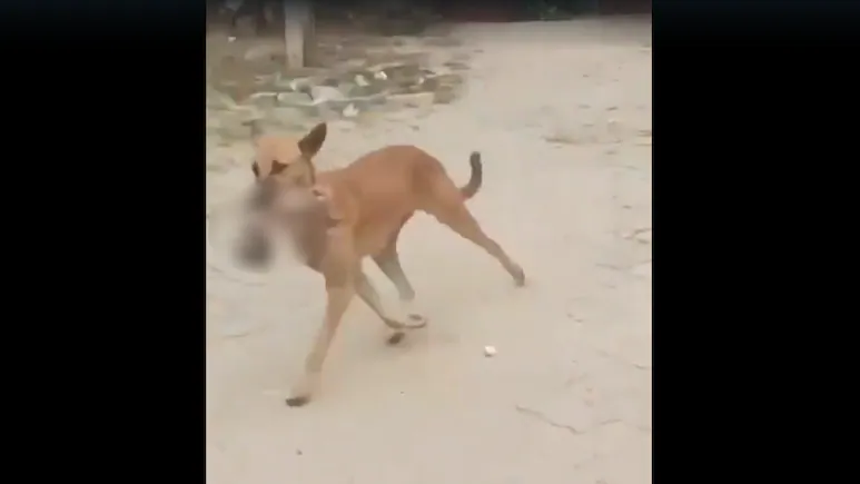 Outside a hospital in Jharkhand's Palamu, a gory sight was on display - an eight-month-old