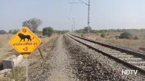 Lion Injured, Tail Severed After Being Hit By Train In Gujarat's Amreli